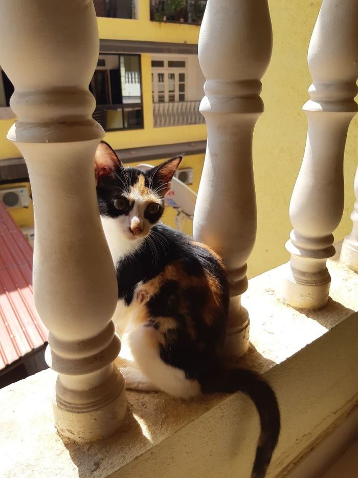 The Story Of April – The Warrior Cat