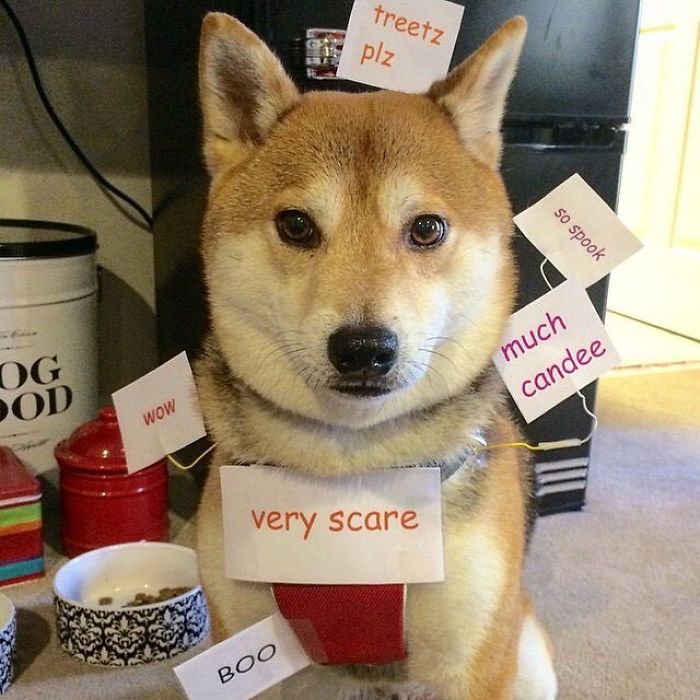 And In Case You're The Only Person On The Internet Who Hasn't Seem This, Here's The Ultimate Shiba Costume Ever