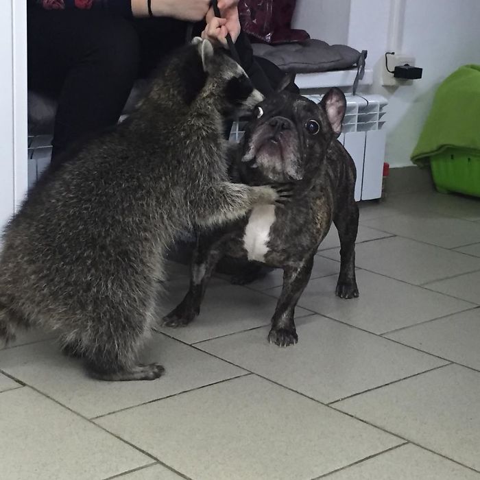 This Raccoon That “Works” At A Vet Clinic In Russia Has A Special Ability To Calm Sick Dogs