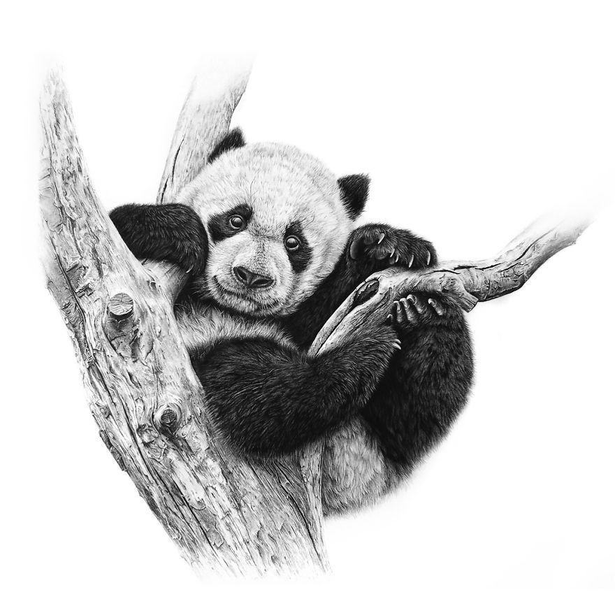 Realistic Pandas Drawings