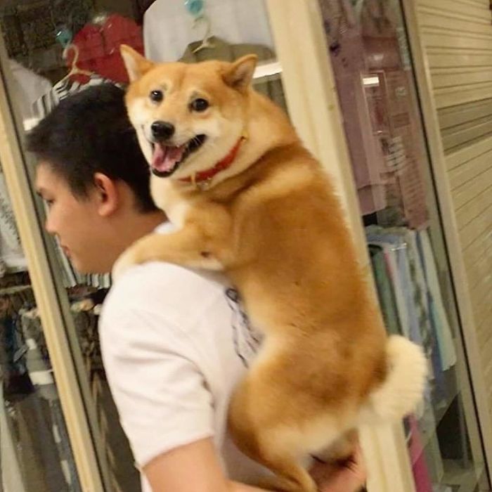 I'm Tired Of Walking... I'm Done! Carry Me Hooman ! Yeeessss