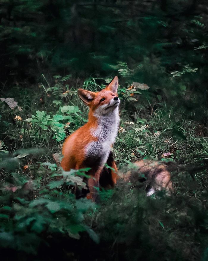 Finnish Guy's Photos Showing Foxes Like They Step Straight Out From Fairytale