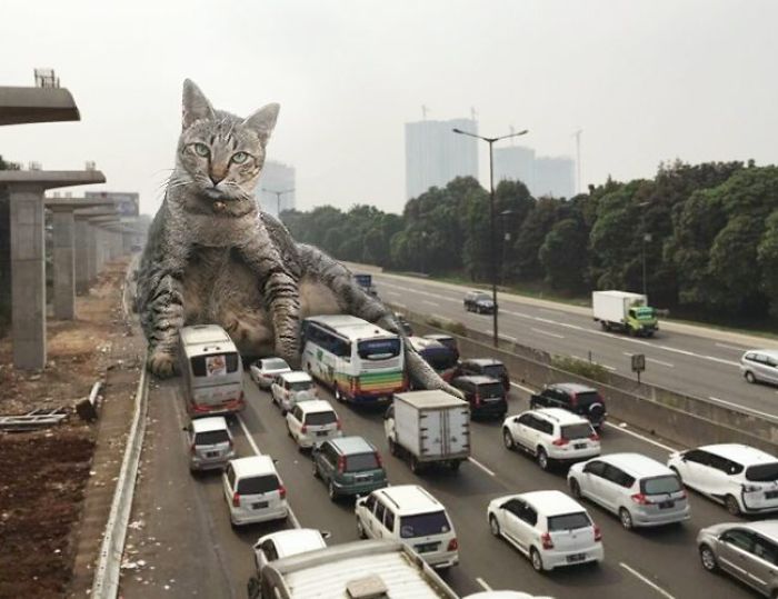 Giant Cat Edit