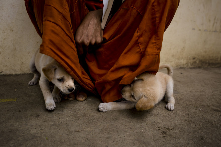 Little dogs playing around with the monk | www.boredpanda.com