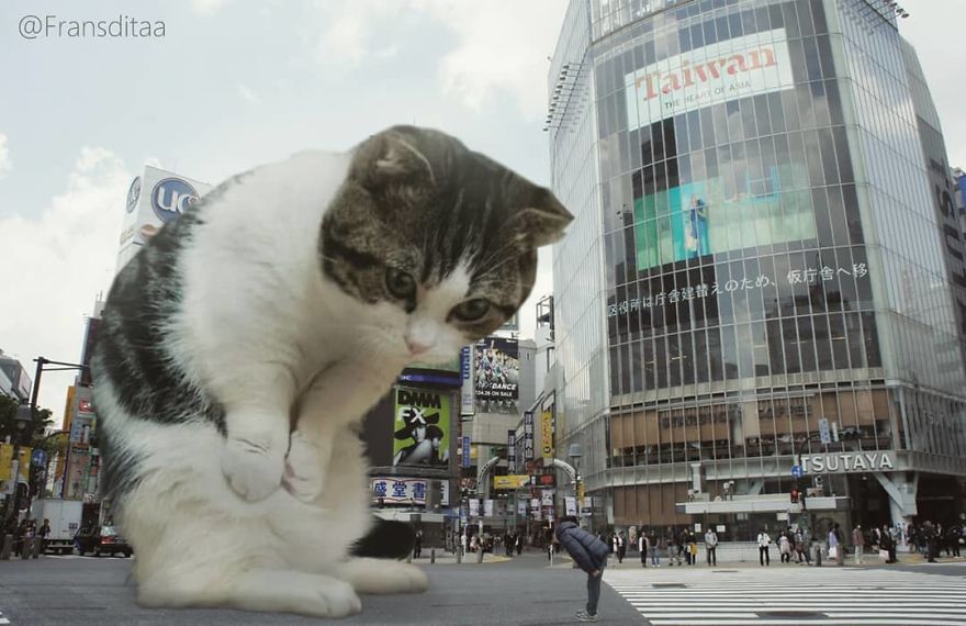 Cats Are Photoshopped Into Giant Cinematic Shots With Unbelievable Results