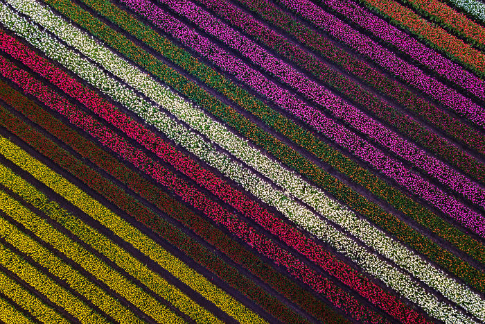 By Flying The Drone Over These Fields We See Visuals That Are Almost Abstract. They Look Like A Carpet