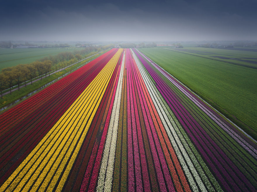 This Was Captured By A Drone. A Very Wide Tulip Field Leading Into The Distance, Almost Like An Arrow
