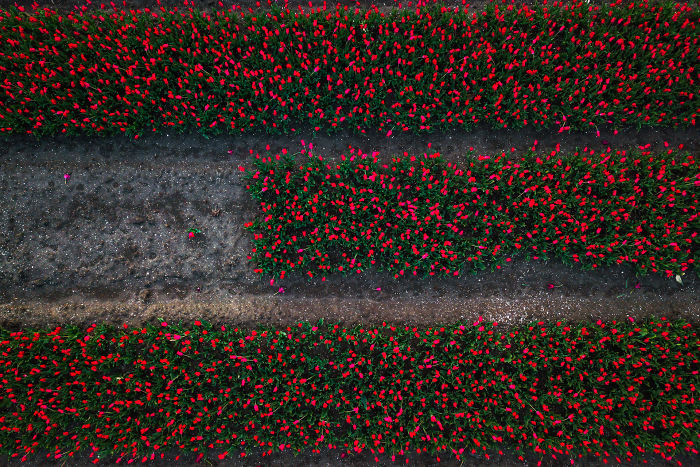 It’s Great To Experiment With Top-Down Shots With A Drone Above The Tulips