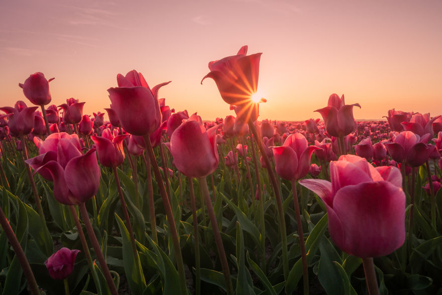 By Getting Very Low And Up Close To The Tulips We Can Play With The Sun Peeking Through The Flowers With Just The Right Timing And Positioning