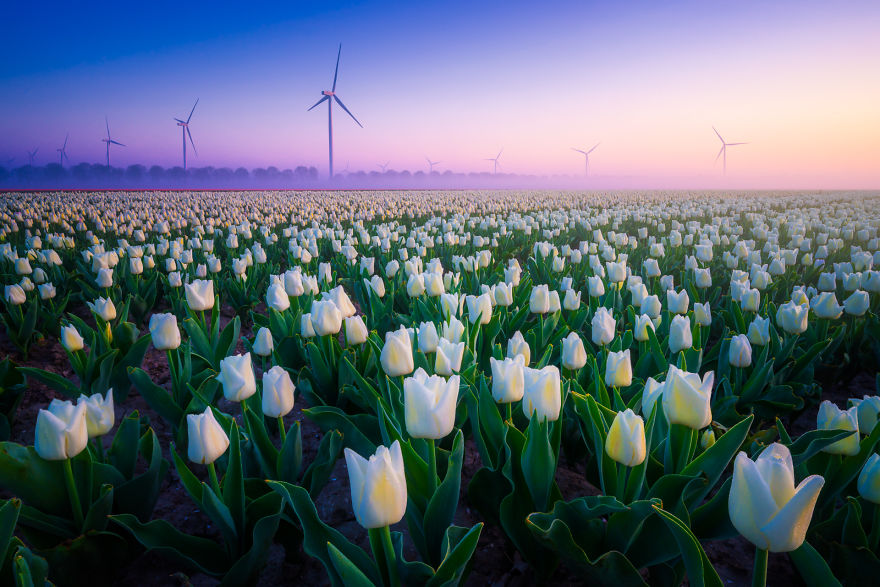 There Are A Lot Of Windmills And Wind Turbines In The Netherlands, Because It’s Always Windy!