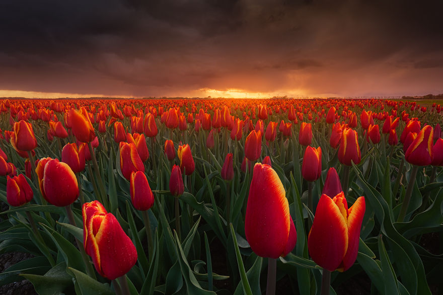 I Love Capturing These Tulips With Dark Skies
