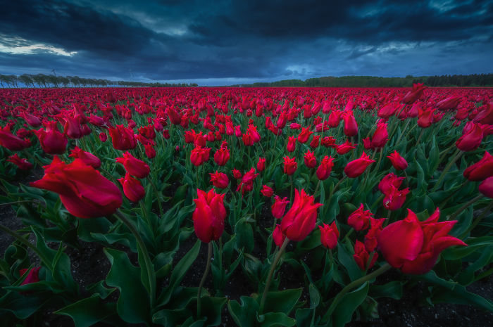 I Love Photographing The Tulips With Dark Skies. Especially Red Vs Deep Blue Is A Great Color Combination