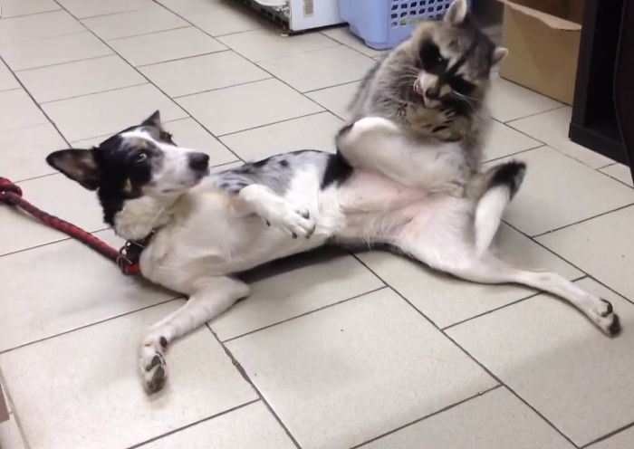 This Raccoon That “Works” At A Vet Clinic In Russia Has A Special Ability To Calm Sick Dogs