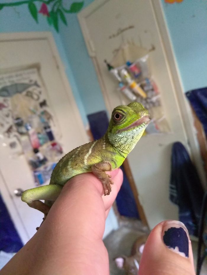 People Are Sharing Their Lizards Which Are Their Best Friends