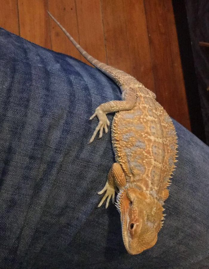 People Are Sharing Their Lizards Which Are Their Best Friends