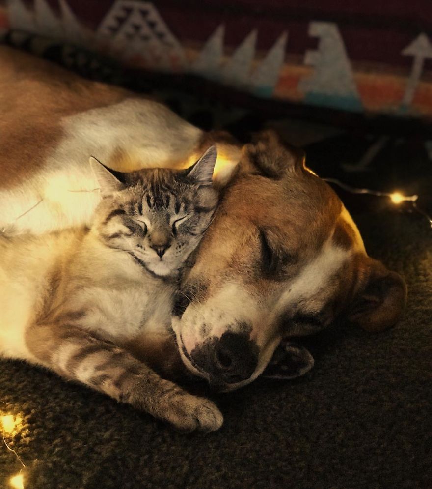 Dog And Cat Become Best Companions, And Their Common Favorite Hobby Is …