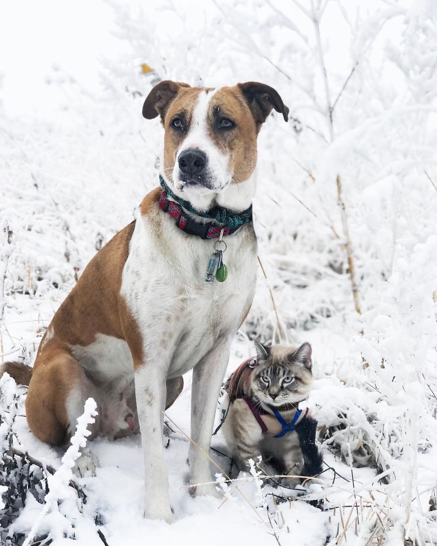 Dog And Cat Become Best Companions, And Their Common Favorite Hobby Is …