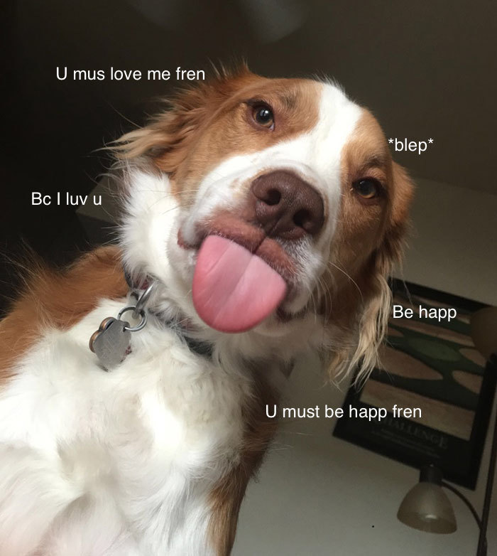 I Made These Pictures With The Sweet Dog Post And I Hope They'll Brighten Your Day