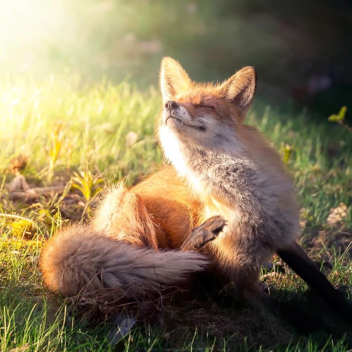 Finnish Guy's Photos Showing Foxes Like They Step Straight Out From Fairytale