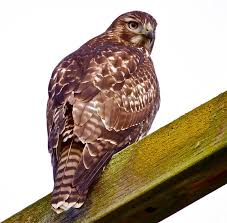 Im-Red-tail-Jerry-McFarland.jpg