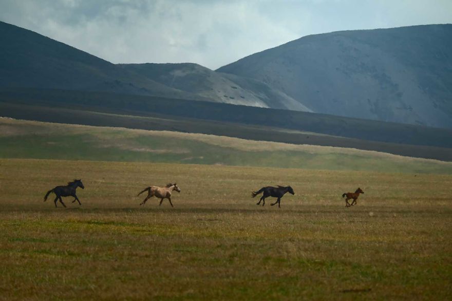 Horses Is A Main Source Of Income For Many Nomads In Kazakhstan, Which Makes These Animals Vulnerable To Thievery