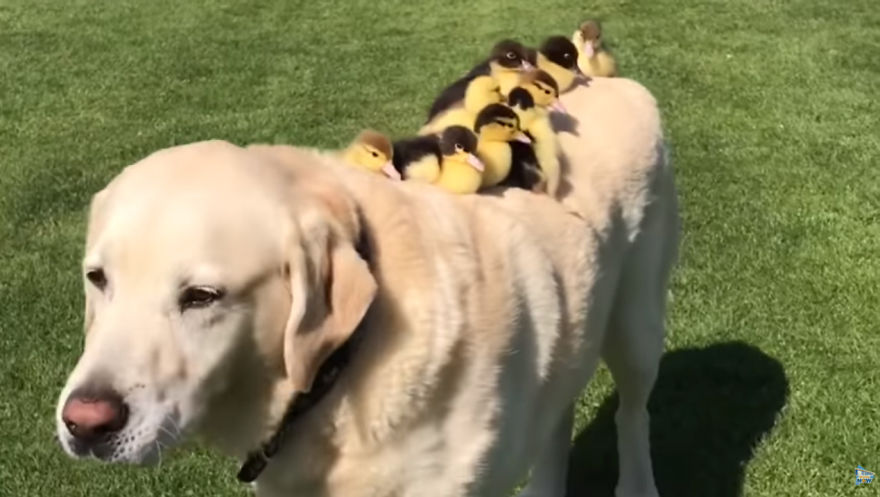 Labrador Becomes Renowned After Fostering 9 Orphaned Ducklings