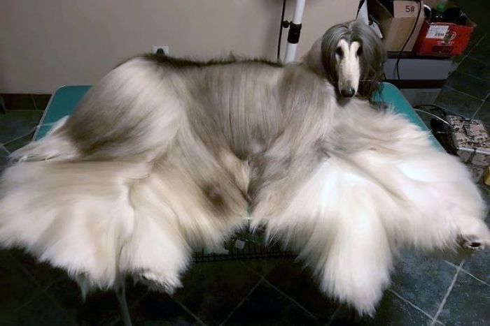 Man Spends Thousands Of Dollars Trying To Keep His Dog's Hair Stylish Every Single Day
