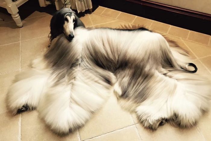 Man Spends Thousands Of Dollars Trying To Keep His Dog's Hair Stylish Every Single Day