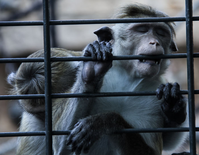 The Photography Session That Would Show You Why You Shouldn’t Go To The Zoo Anymore