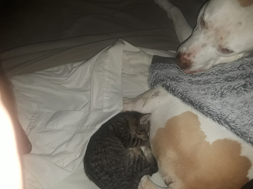 My Fur Babies