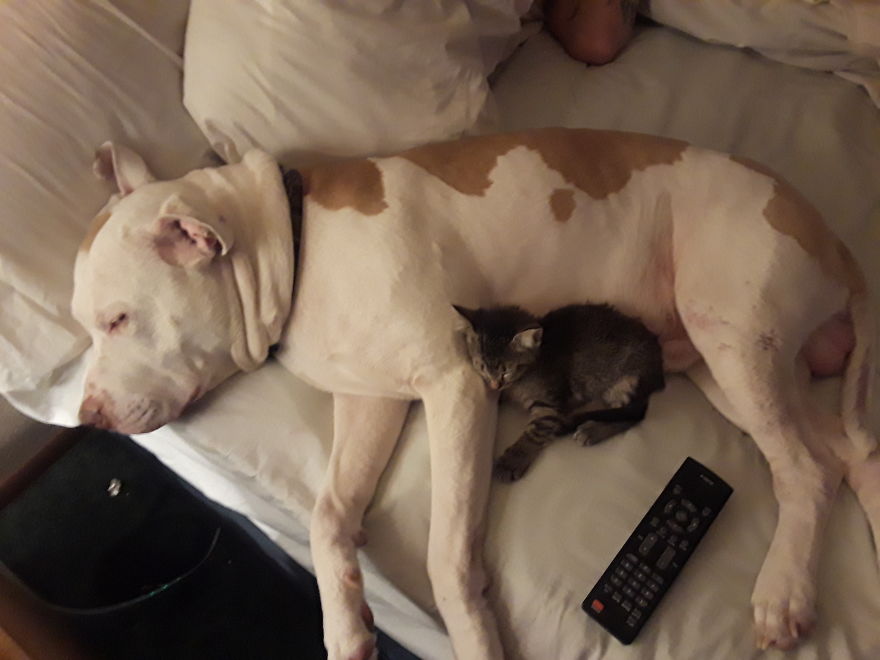My Fur Babies