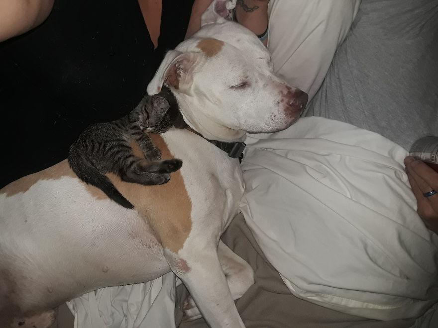 My Fur Babies