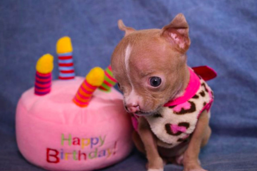 No One Wants This Dog With A Cleft Palette, Except…