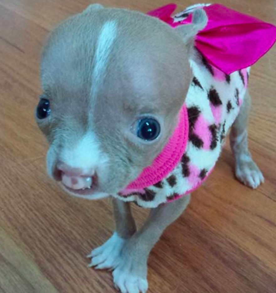 No One Wants This Dog With A Cleft Palette, Except…