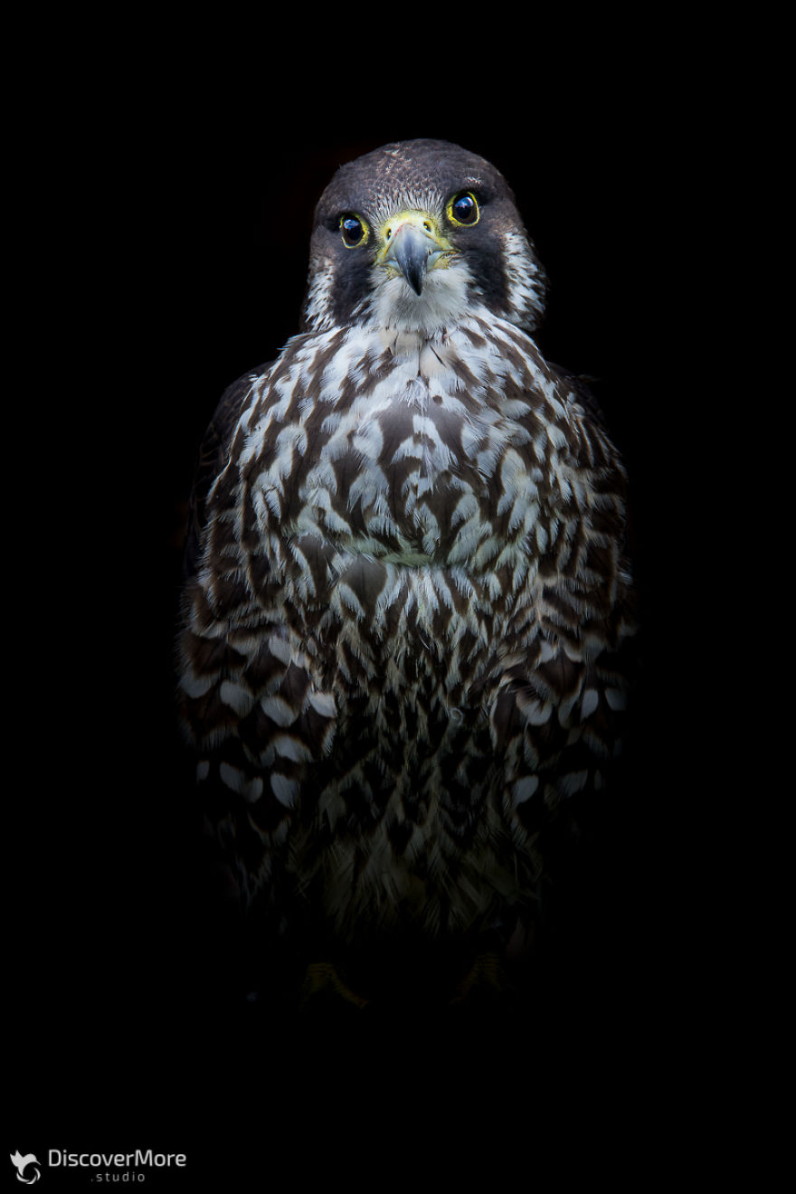 I Made Portraits Of Birds Of Prey: Eagles, Falcons And Owls