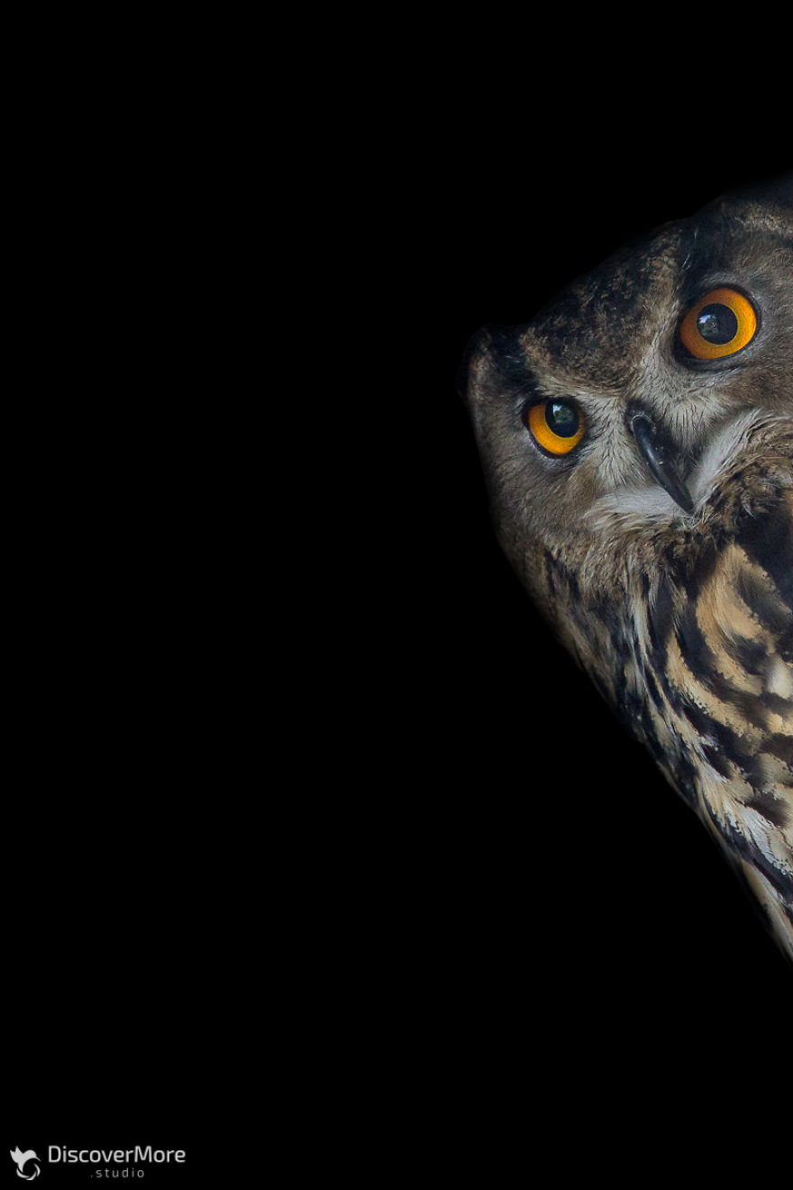 I Made Portraits Of Birds Of Prey: Eagles, Falcons And Owls