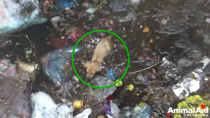 Puppy Trapped In Well Full Of Trash Cried And Whined For Help