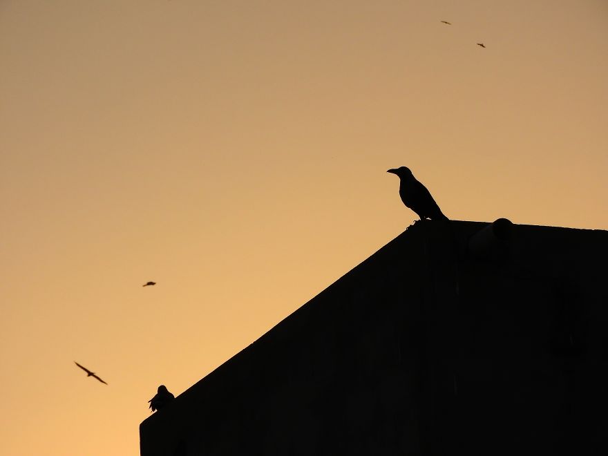 Started Shooting On My Rooftop Near Sunset For 4 Months And Got Amazing Silhouettes