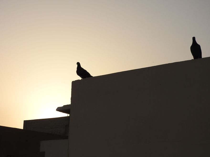Started Shooting On My Rooftop Near Sunset For 4 Months And Got Amazing Silhouettes