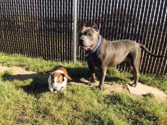 Blind Dachshund And His Guide Dog Pit Bull Finally Reunited After They Were Split Up During Adoption