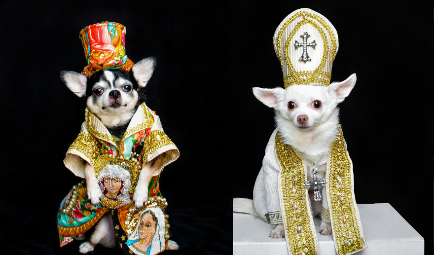 Dogs Wearing Outfits Inspired By Met Gala Heavenly Bodies Exhibit