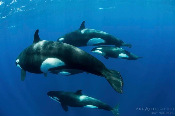 Up Close Encounter With A Beautiful, Majestic Creature Of The Animal Kingdom, The Sea Panda