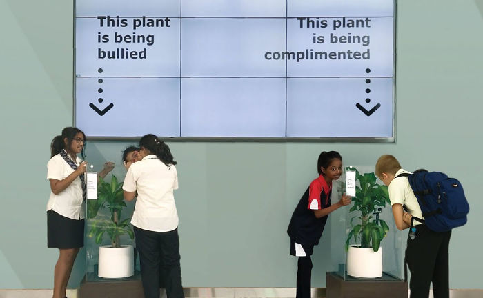 IKEA Asks People To Bully This Plant For 30 Days To See What Happens, And Results Are Eyeopening
