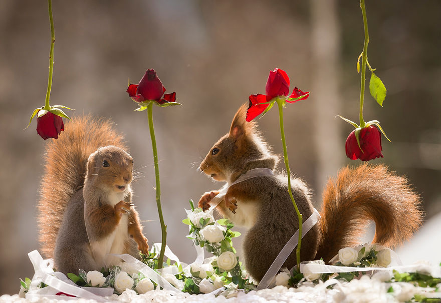 Wild Red Squirrels Get A Royal Wedding