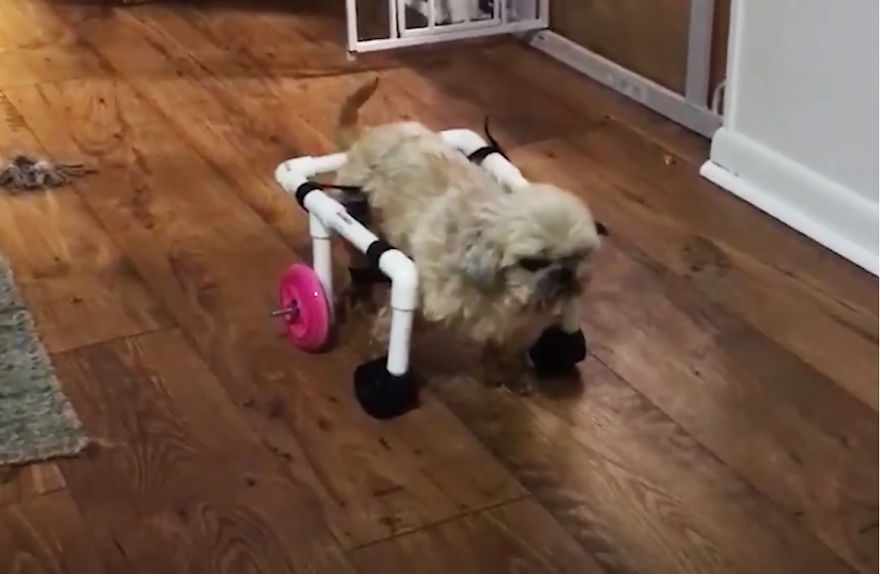 Woman Is Determined To Help Disabled Puppy Walk Again