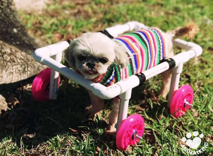 Woman Is Determined To Help Disabled Puppy Walk Again
