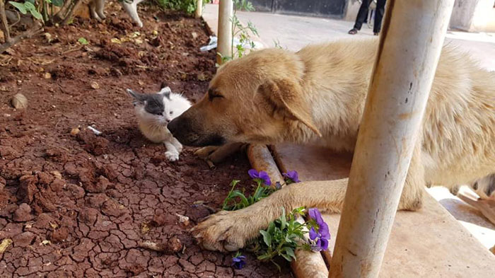 Orphan Kitten Meets Dog Who Lost Her Entire Litter, Becomes The Pup She Never Had