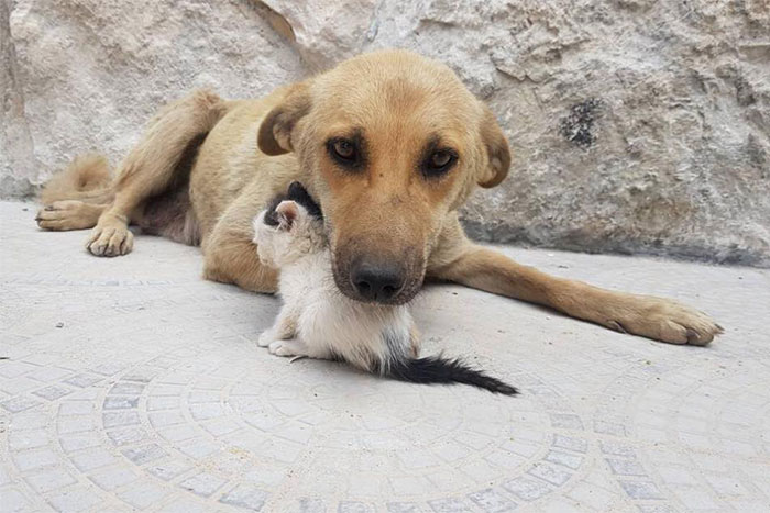 Orphan Kitten Meets Dog Who Lost Her Entire Litter, Becomes The Pup She Never Had