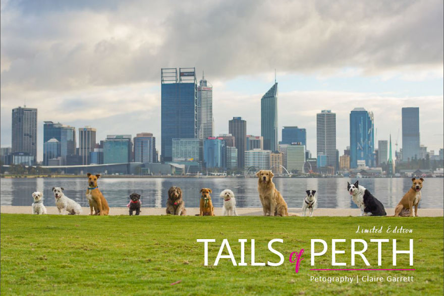 Pet Photographer Celebrates Dogs And The City