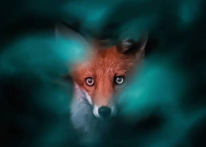 Finnish Photographer Shoots Foxes, And We Can’t Finnish Looking At Them